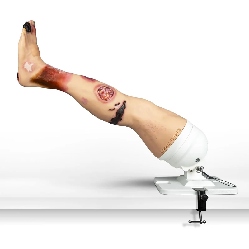 Lena Leg Anatomisches Beinmodell