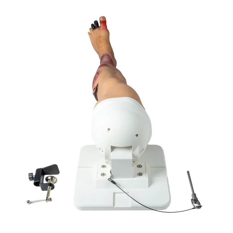 Lena Leg Anatomisches Beinmodell