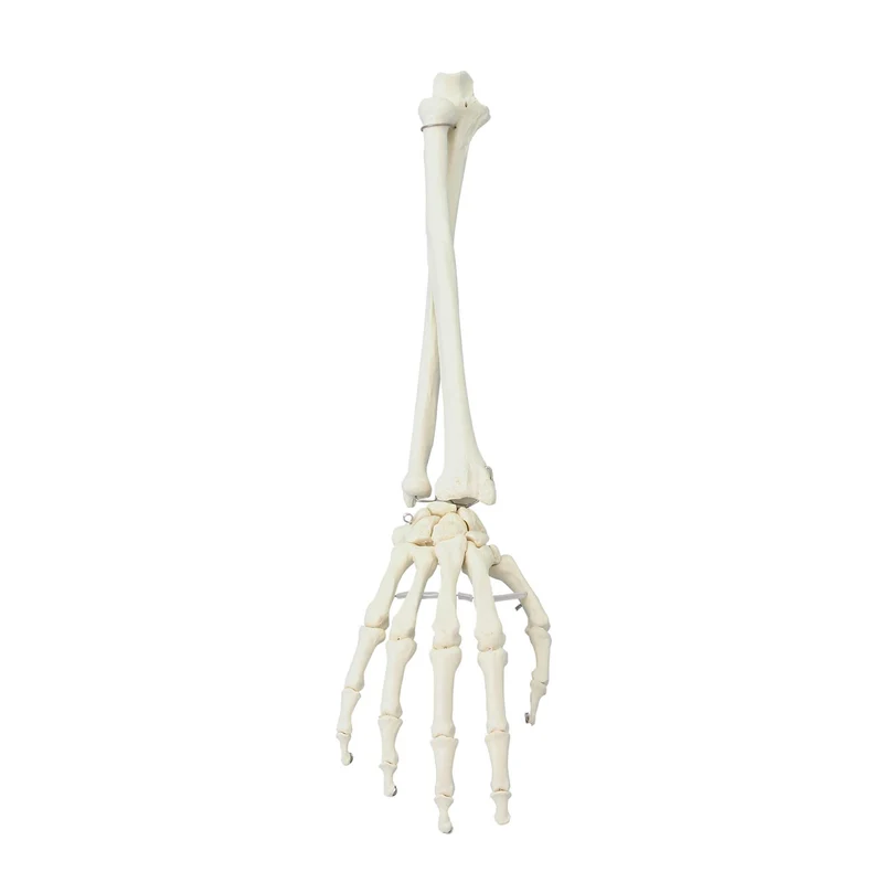 Erler-Zimmer Hand Modell mit Unterarm
