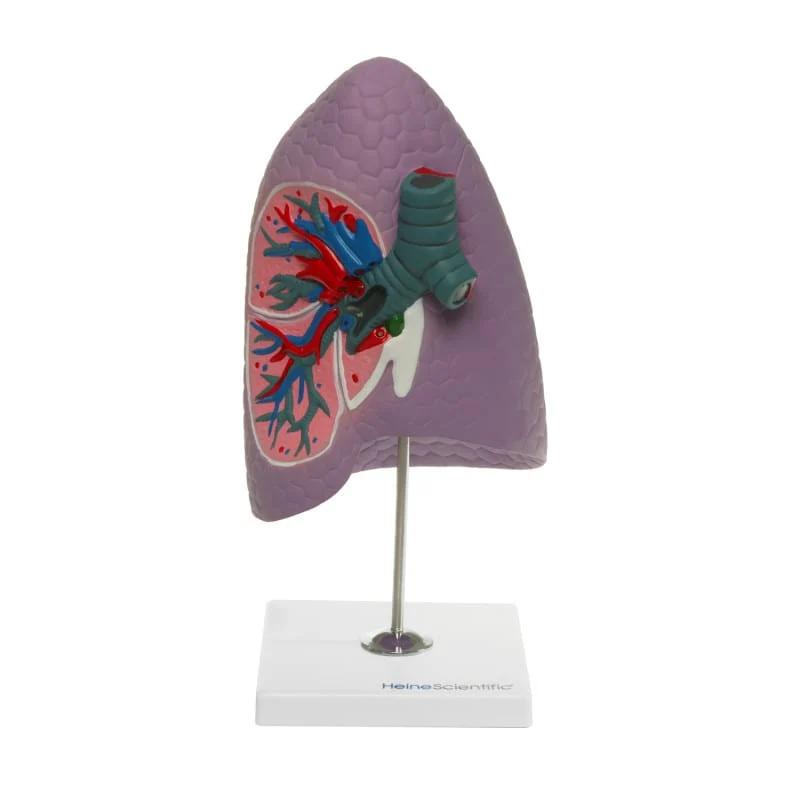 Modell eines Lungenflügels