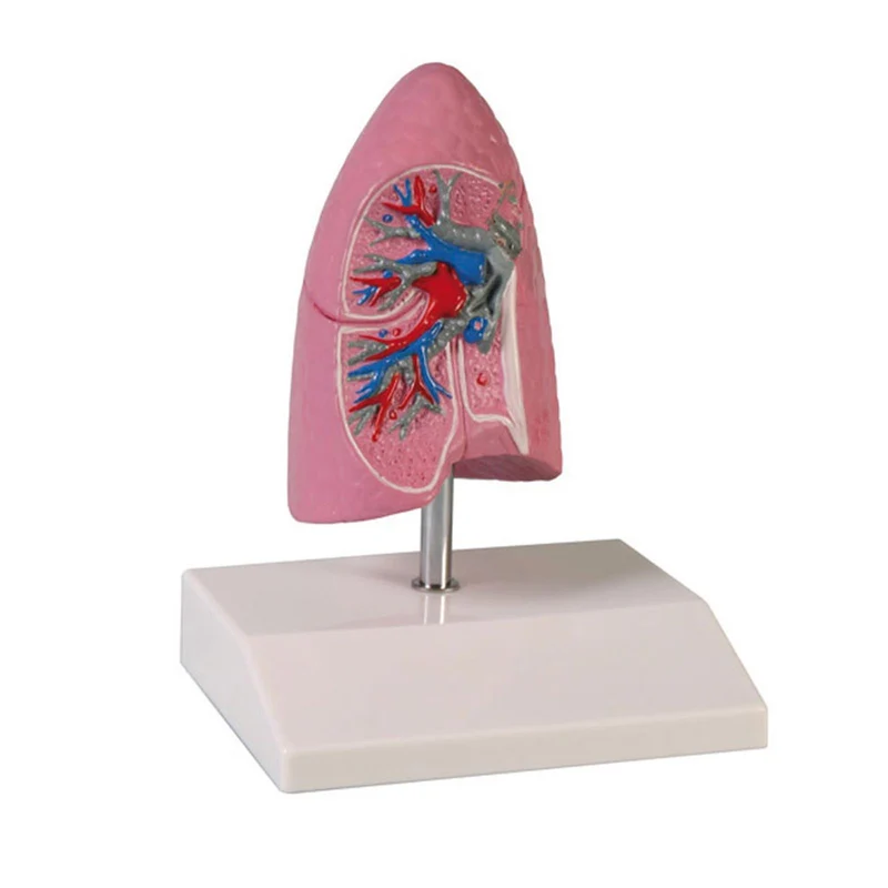 Erler-Zimmer Anatomische Modell Lungenhälfte rechts ½ natürliche Größe