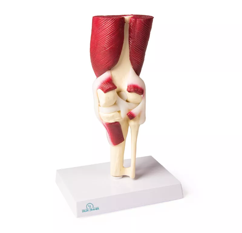 Erler-Zimmer Anatomisches Kniegelenkmodell mit Muskulatur