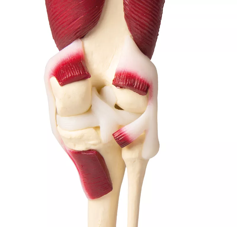 Erler-Zimmer Anatomisches Kniegelenkmodell mit Muskulatur