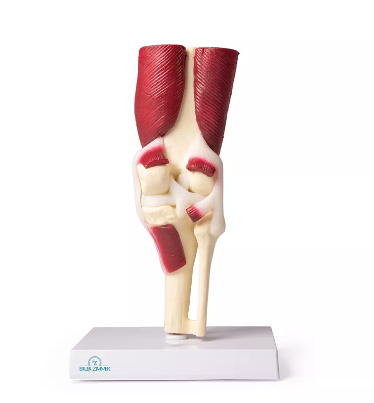 Erler-Zimmer Anatomisches Kniegelenkmodell mit Muskulatur