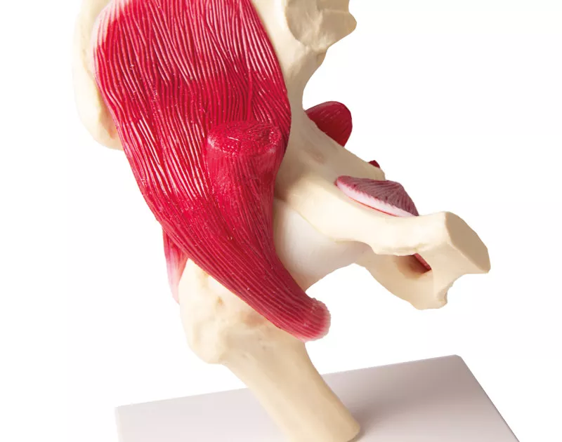 Erler-Zimmer Anatomisches Hüftgelenkmodell mit Muskulatur