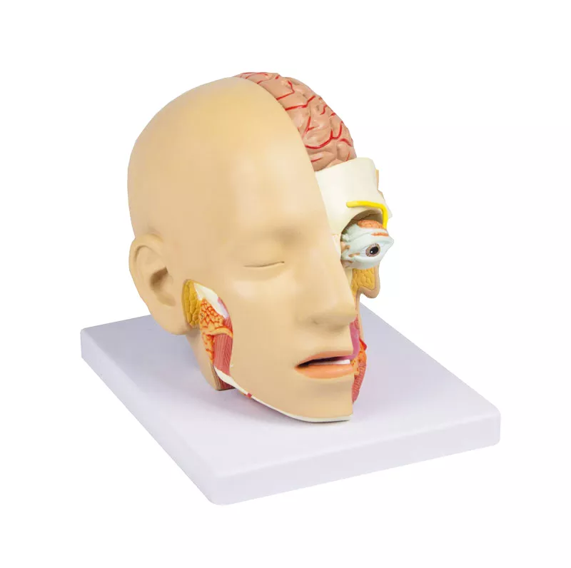 Erler-Zimmer Anatomisches Kopfmodell zerlegbar in 4 Teile