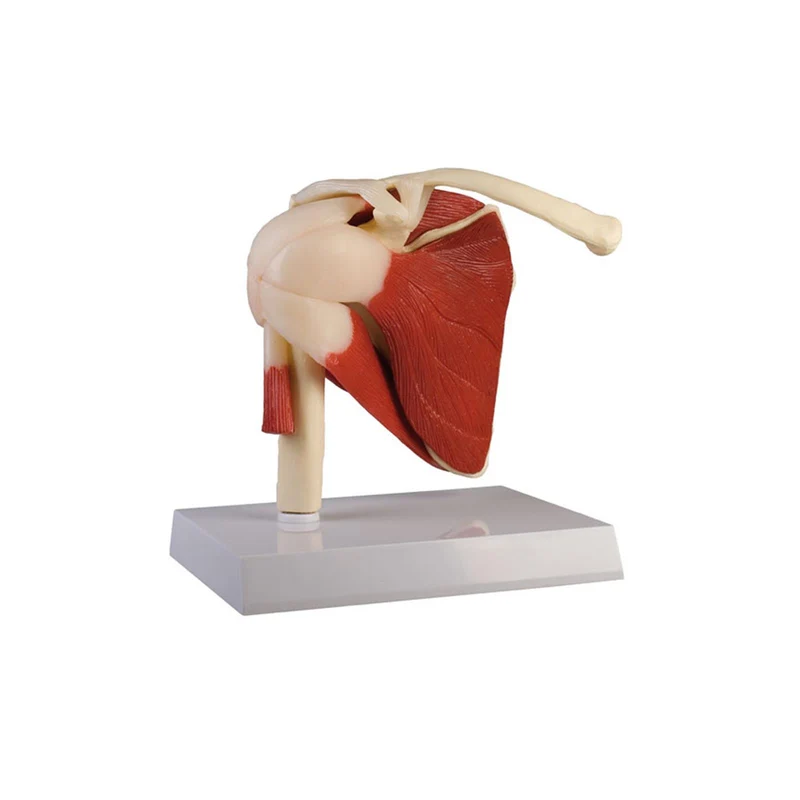 Erler-Zimmer Anatomisches Schultergelenkmodell mit Muskulatur