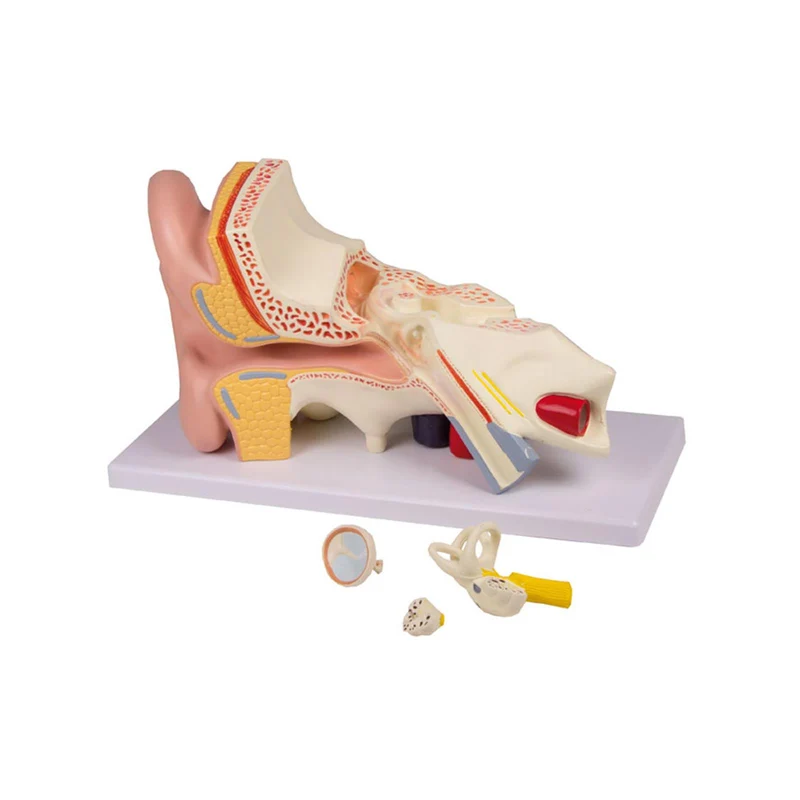 Erler-Zimmer Anatomisches Ohrmodell 4 Teile in 3-facher Größe