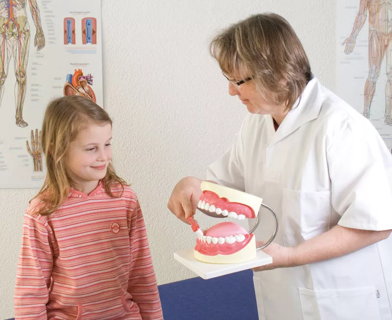 Erler-Zimmer Zahnpflegemodell 3 fache Größe