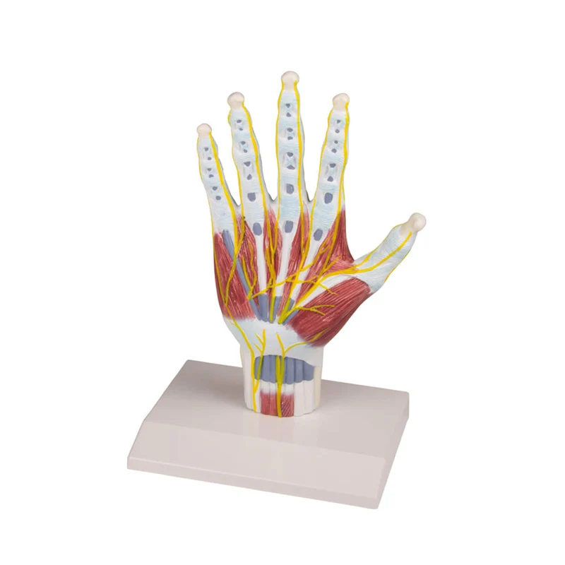 Erler-Zimmer Handanatomie Strukturmodell lebensgroßes Modell