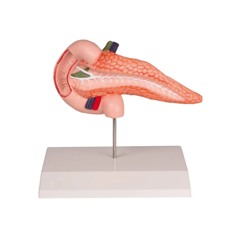 Erler-Zimmer Pankreas Duodenum Modell