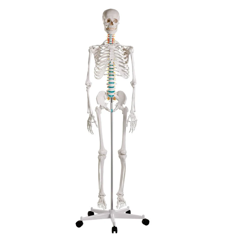 Erler-Zimmer Schulskelett Modell „Oscar“