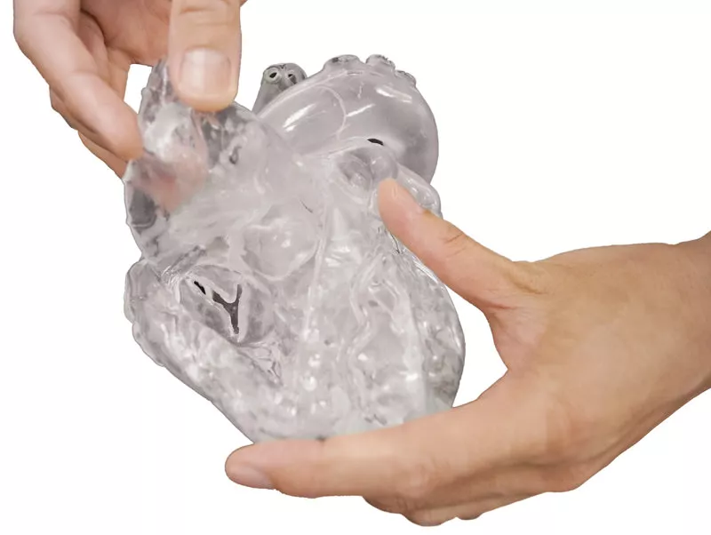 Erler-Zimmer Herz Modell flexibel didaktische Ausführung transparent