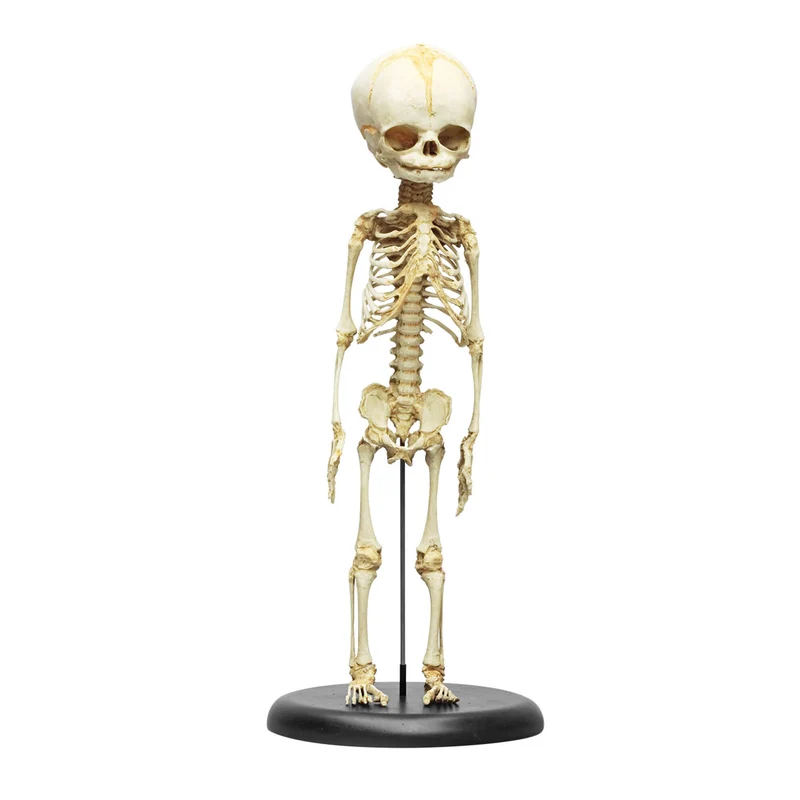Erler-Zimmer Fetus Skelett Modell 30. Woche