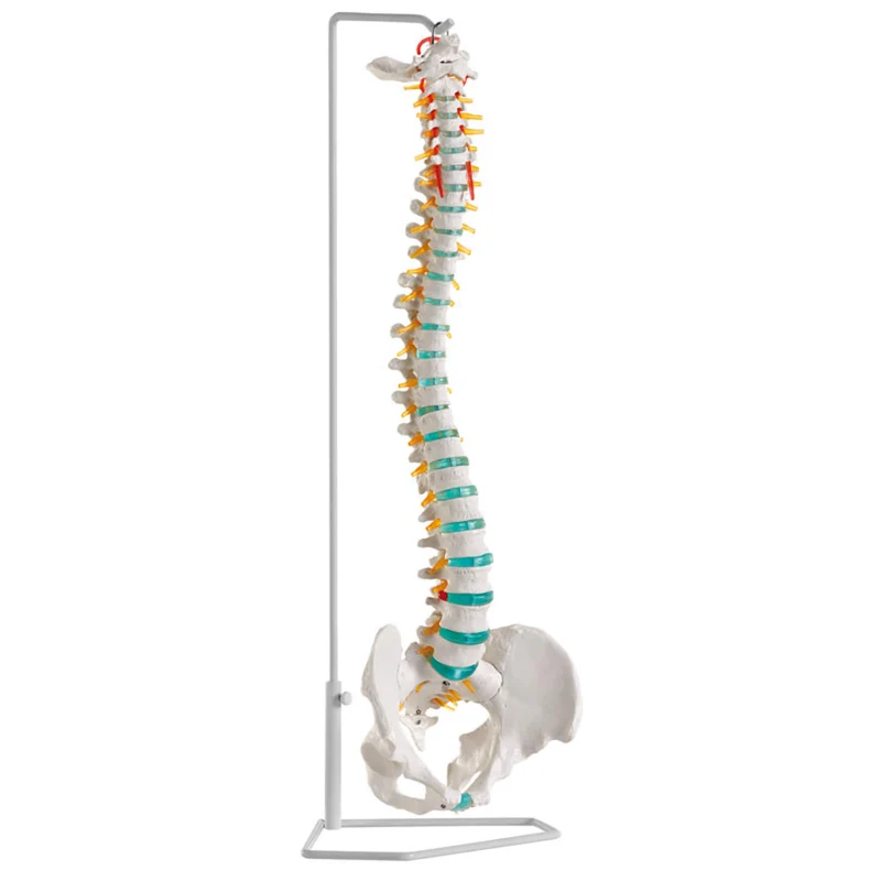 Erler-Zimmer Flexible Wirbelsäule Modell