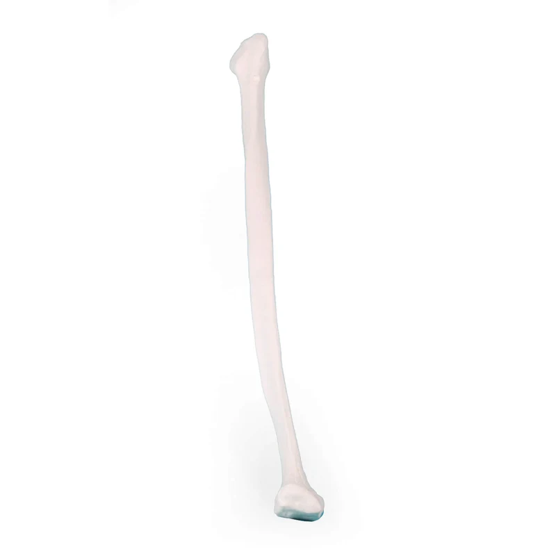 Erler-Zimmer Wadenbein Modell Fibula