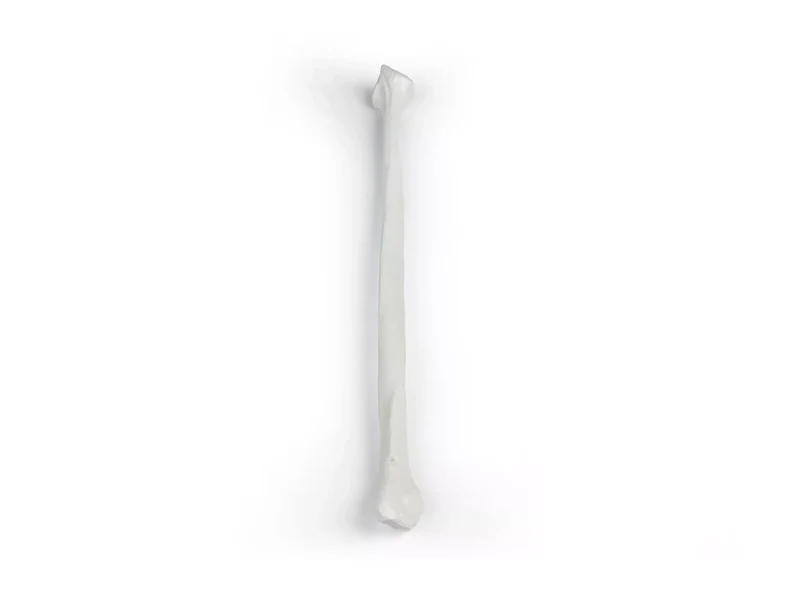 Erler-Zimmer Wadenbein Modell Fibula
