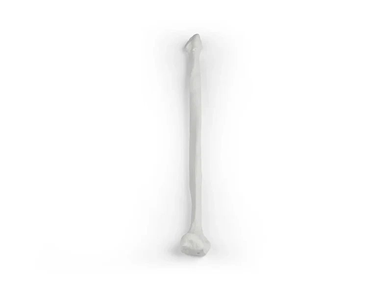 Erler-Zimmer Wadenbein Modell Fibula