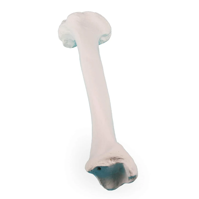 Erler-Zimmer Schienbein Modell Tibia