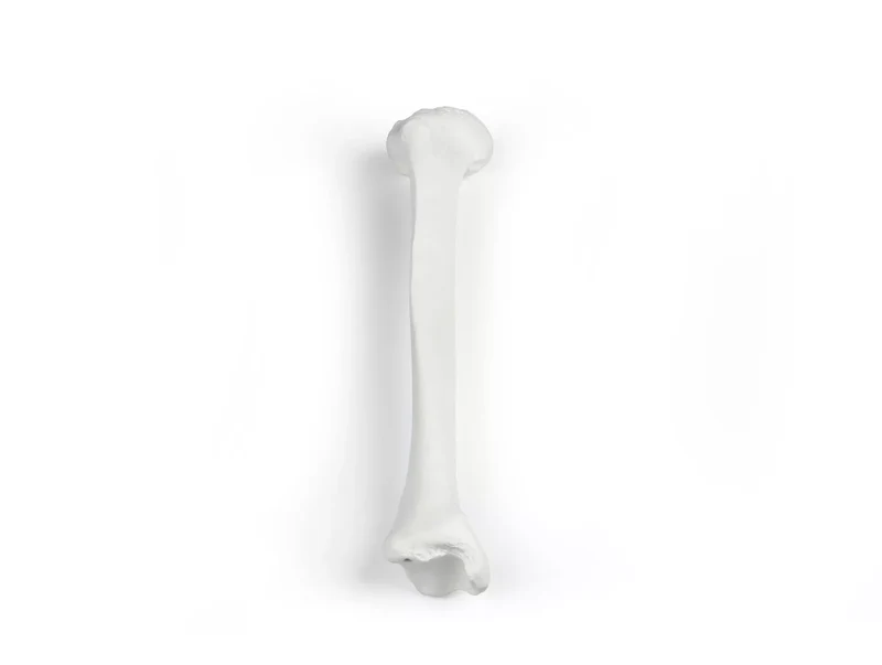 Erler-Zimmer Schienbein Modell Tibia