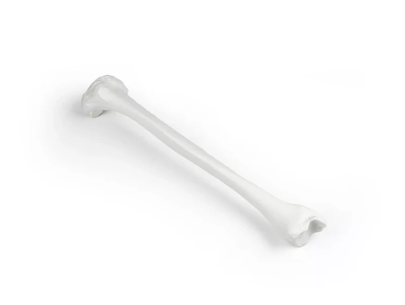 Erler-Zimmer Schienbein Modell Tibia