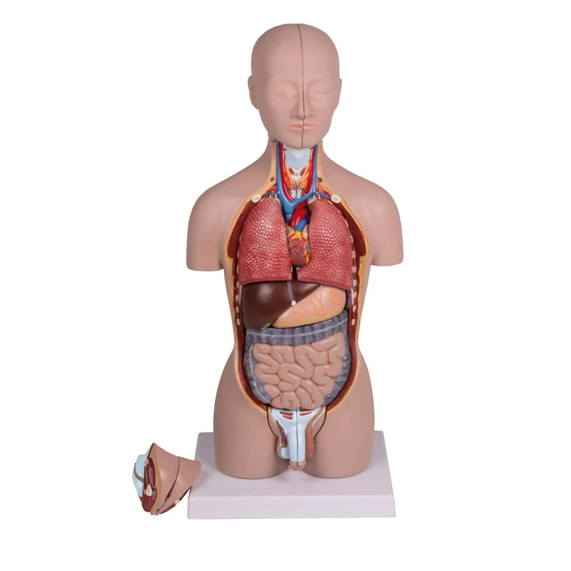 Erler-Zimmer Miniaturtorso Modell 16 teilig zweigeschlechtig