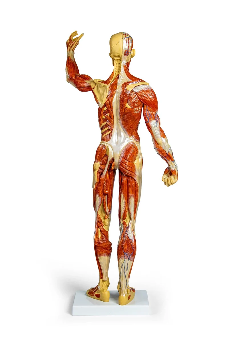 Erler-Zimmer Muskelfigur Modell 1/3 natürliche Größe