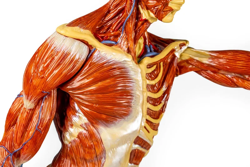 Erler-Zimmer Muskelfigur Modell 1/3 natürliche Größe