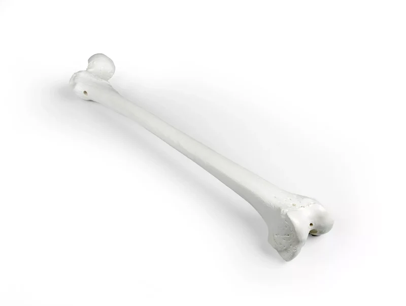 Erler-Zimmer Oberschenkel Modell Femur