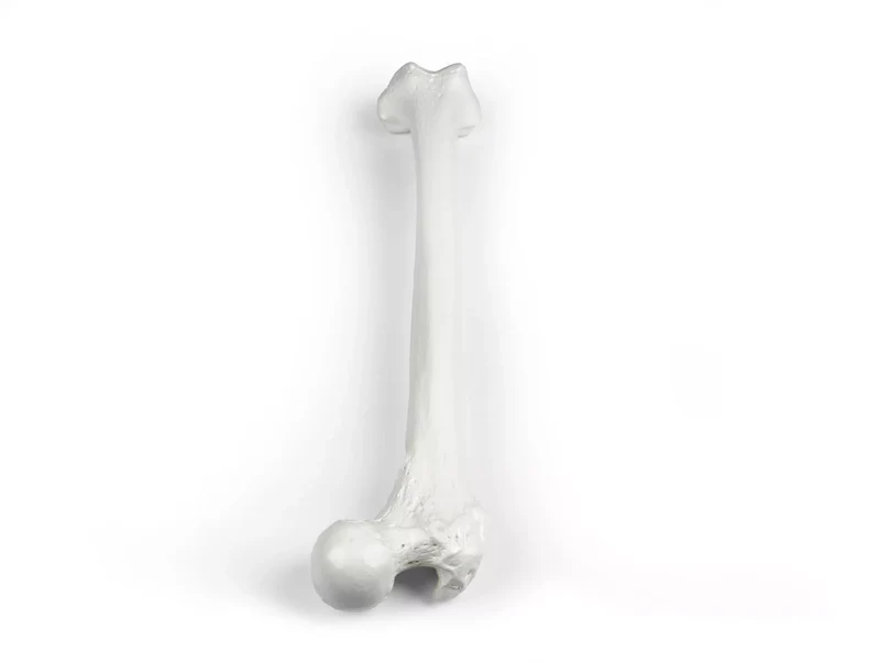 Erler-Zimmer Oberschenkel Modell Femur