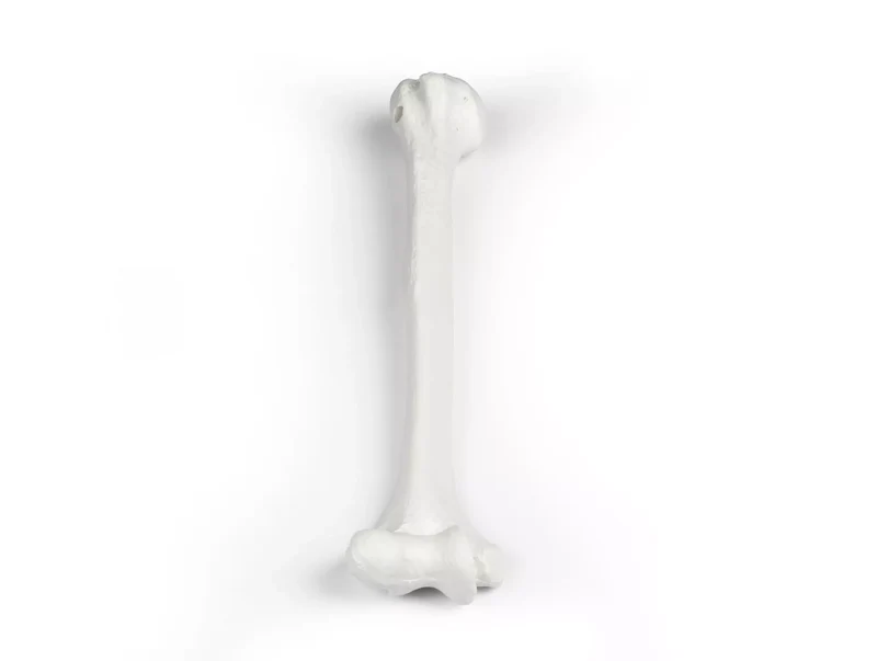 Erler-Zimmer Oberarm Modell Humerus