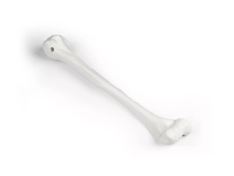 Erler-Zimmer Oberarm Modell Humerus