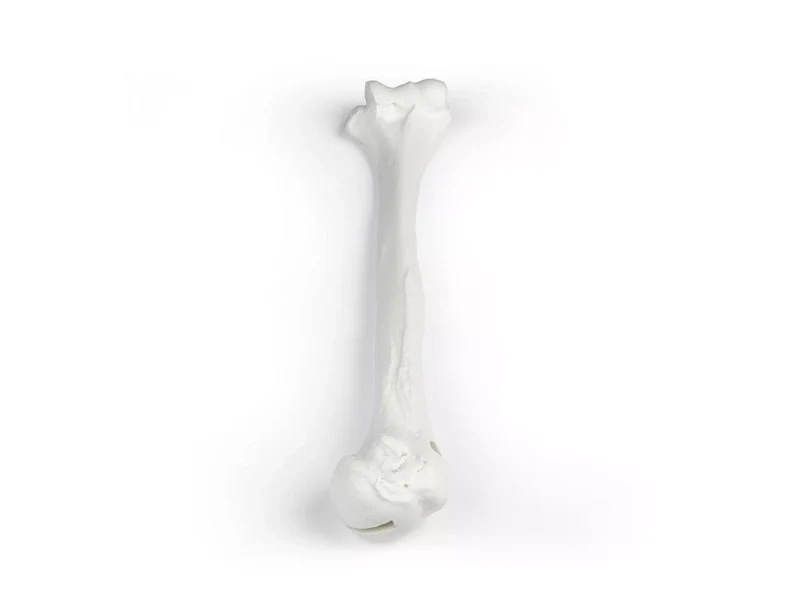 Erler-Zimmer Oberarm Modell Humerus