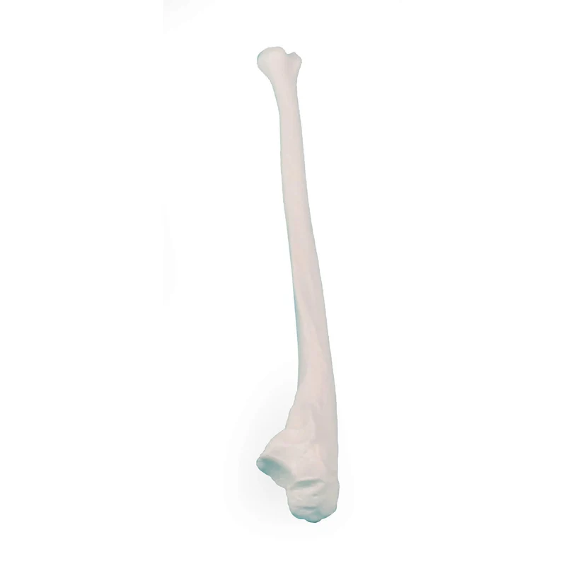 Erler-Zimmer Elle Modell Ulna