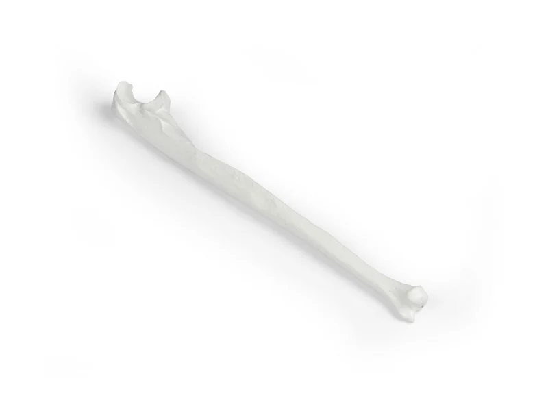 Erler-Zimmer Elle Modell Ulna