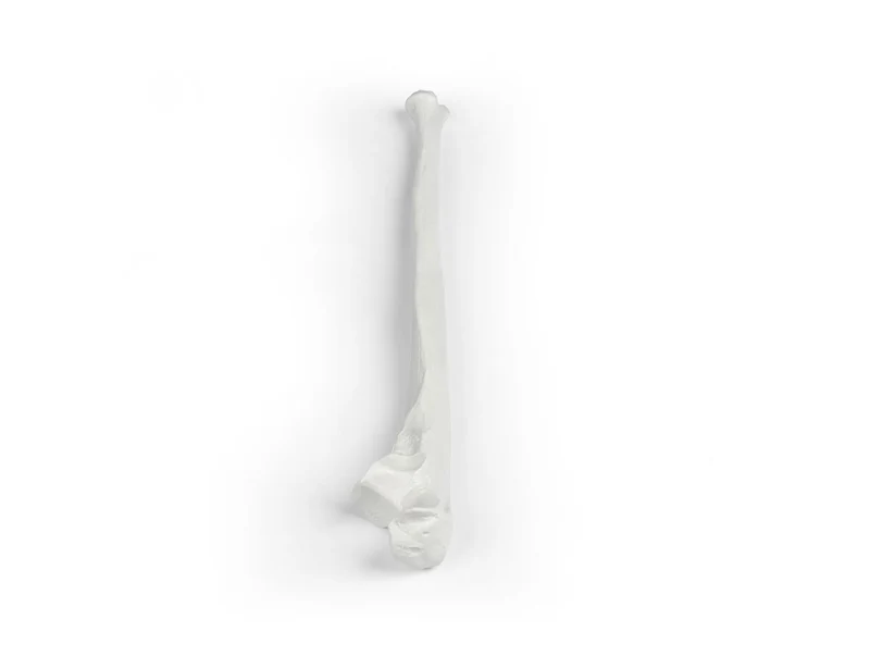 Erler-Zimmer Elle Modell Ulna