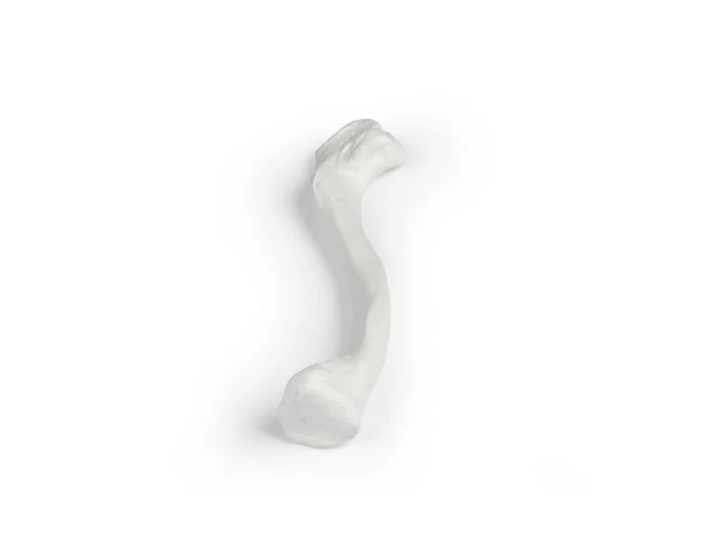Erler-Zimmer Schlüsselbein Modell Clavicula