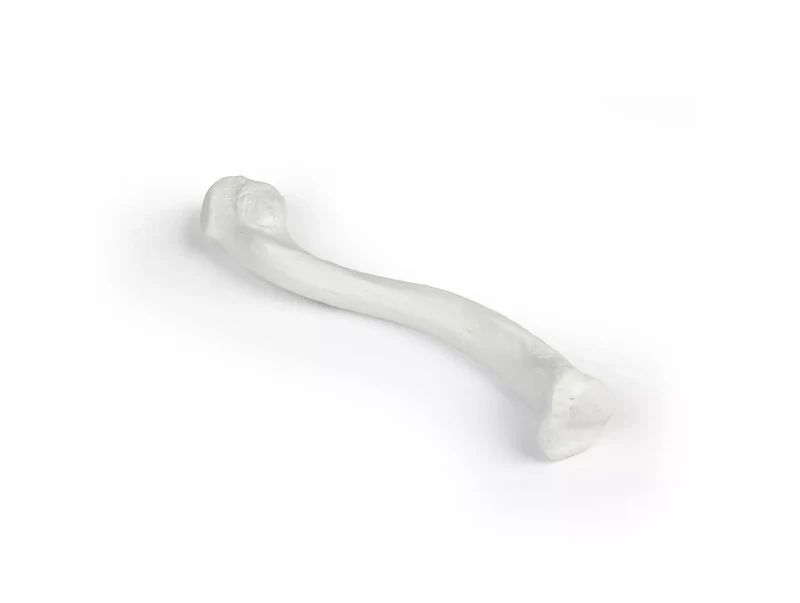 Erler-Zimmer Schlüsselbein Modell Clavicula