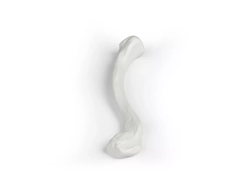Erler-Zimmer Schlüsselbein Modell Clavicula