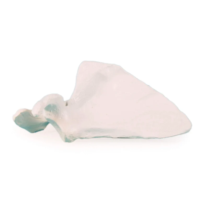 Erler-Zimmer Schulterblatt Modell Scapula