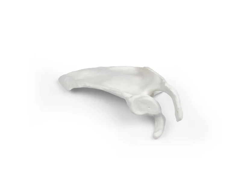 Erler-Zimmer Schulterblatt Modell Scapula