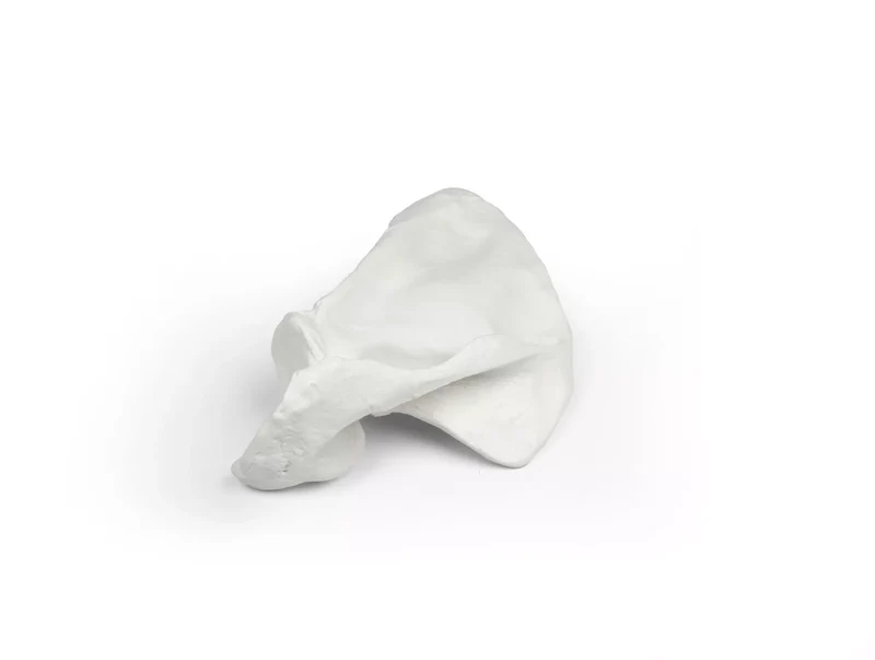 Erler-Zimmer Schulterblatt Modell Scapula