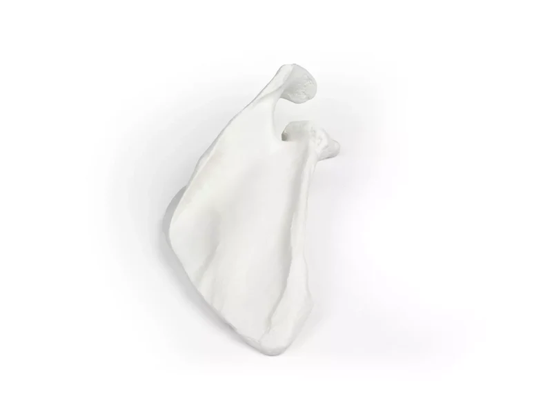 Erler-Zimmer Schulterblatt Modell Scapula