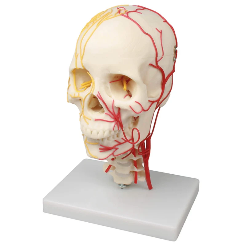 Erler-Zimmer Neurovasculärer Schädel Modell