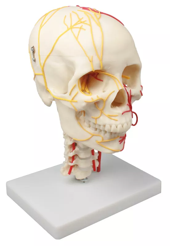 Erler-Zimmer Neurovasculärer Schädel Modell