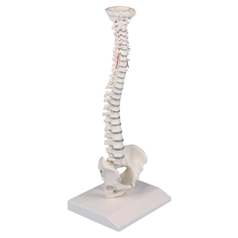 Erler-Zimmer Miniatur Modell Wirbelsäule