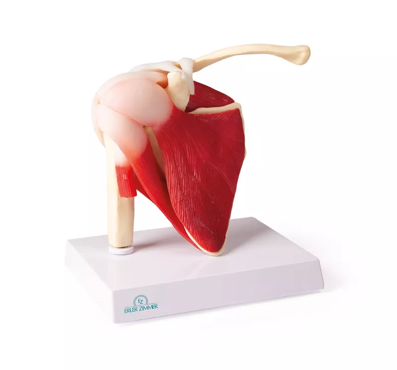Erler-Zimmer Schultergelenk Modell natürliche Größe mit Muskulatur