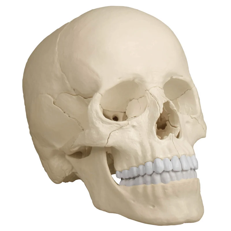Erler-Zimmer Osteopathie Schädelmodell 22 teilig anatomische Ausführung