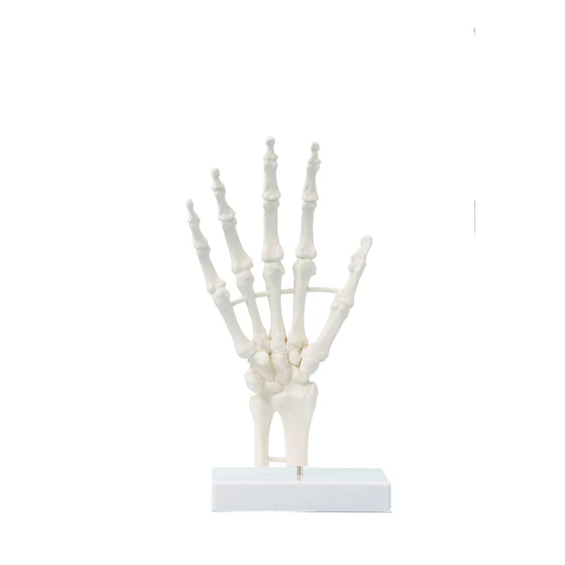 Erler-Zimmer Handskelett Modell
