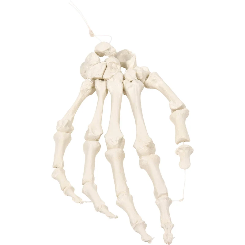Erler-Zimmer Handskelett Modell auf Nylon